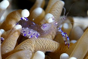 North Sulawesi-2018-DSC04884_rc- Sarasvati anemone shrimp - Periclimenes sarasvati